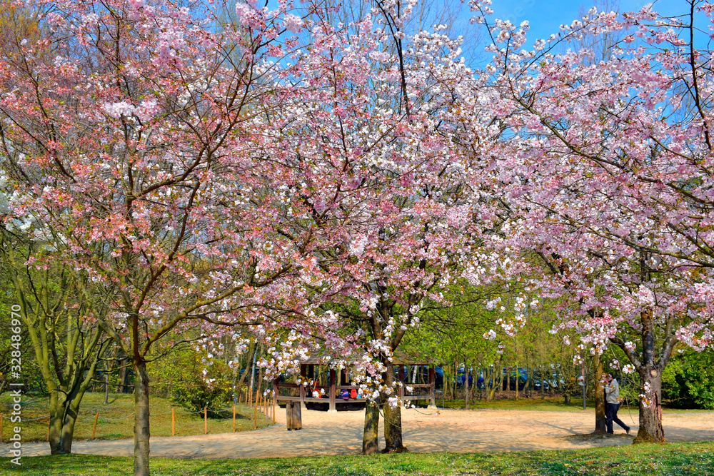 Naklejka premium Beautiful of pink flowers cherry blossom or sakura blooming with blue sky background in the garden with green grass at spring or summer season.