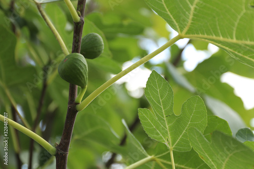 Fig tree, green leaves and ripening fruits of figs in sunny weather.