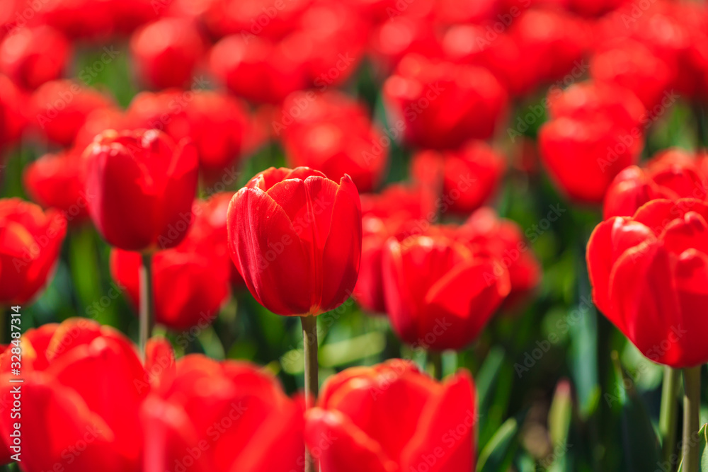 Closeup of red-orange tulips flowers with green leaves in the park outdoor. beautiful flowers in spring Closeup of red-orange tulips flowers with green leaves in the park outdoor. beautiful flowers in spring