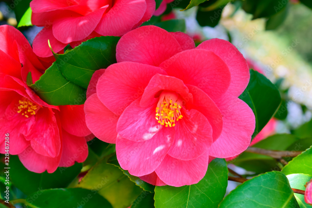 Obraz premium Soft focus of Camellia japonica 'Chandleri Elegans' flower with green leaves under sunlight and sun reflection in the garden on blurred natural background at spring or summer season. Nature concept.