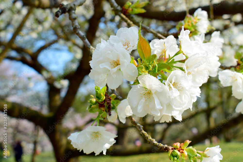 Obraz premium Beautiful of white flowers cherry blossom or sakura blooming with blue sky background in the garden at spring or summer season.