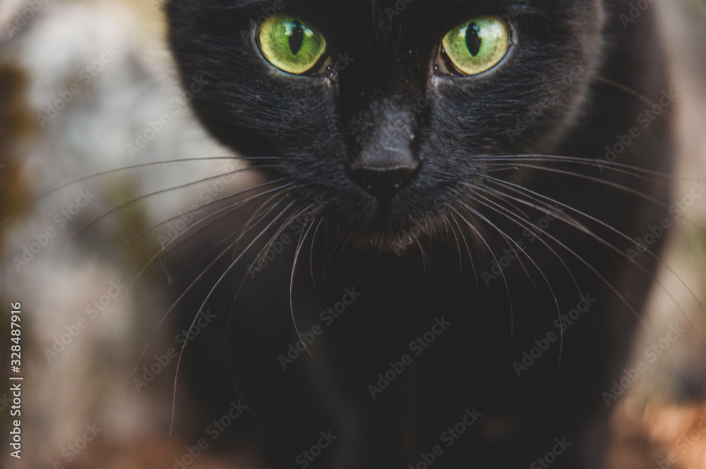 Cat with green eyes Cat with green eyes