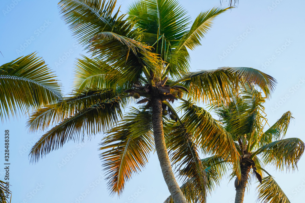 lake side coconut trees, an evening view in Kerala 