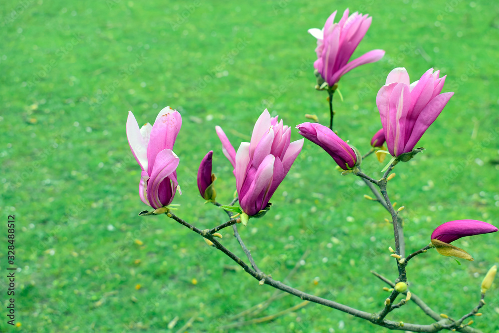 Obraz premium Magnolia flowers with green leaves in the park outdoor. Beautiful spring blossom under sunlight in the garden with green grass background at spring or summer season at Belgium country. Nature concept.