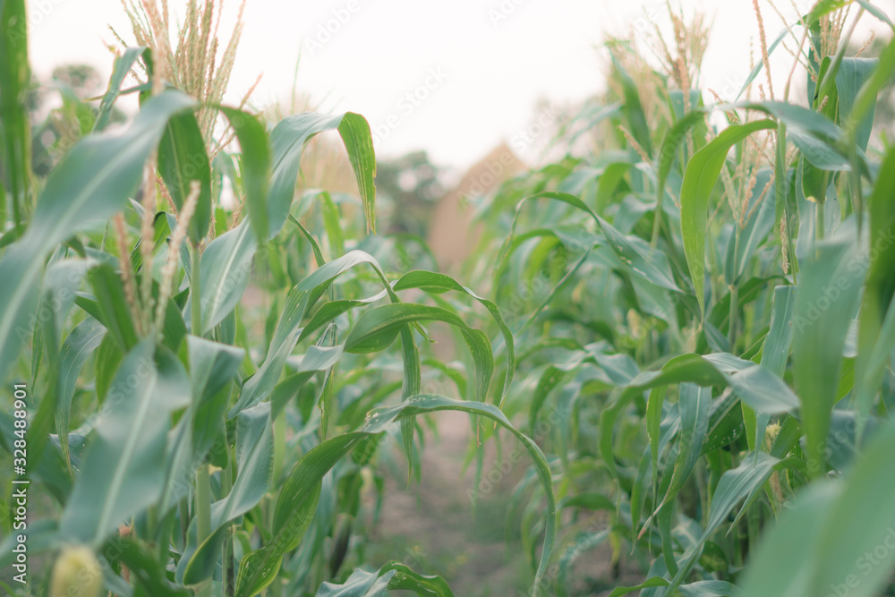 organic corn field at agriculture farm in the evening summer sunset. organic corn field at agriculture farm in the evening summer sunset.