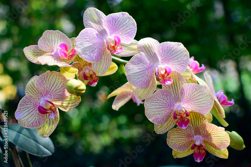 Beautiful of pink yellow orchid flower with blurred green background. Nature concept.