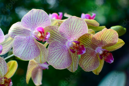 Beautiful of pink yellow orchid flower with blurred green background. Nature concept.