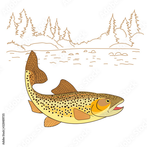 Fishing emote. Brown Trout Fish Realistic drawing Vector illustration. American trout swimming in water isolated on white. Salmo trutta freshwater fish. Fishing theme vector.