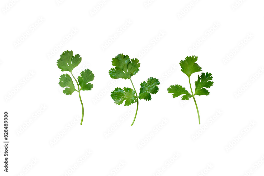 Naklejka premium Soft focus of green bio coriander leaves isolated on white background. Coriander leaf is for garnishing food and use as a cooking herb and are come from biology garden. Food and healthy care concept.
