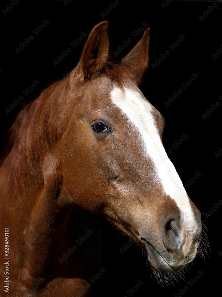 Naklejka premium Older Horse Headshot