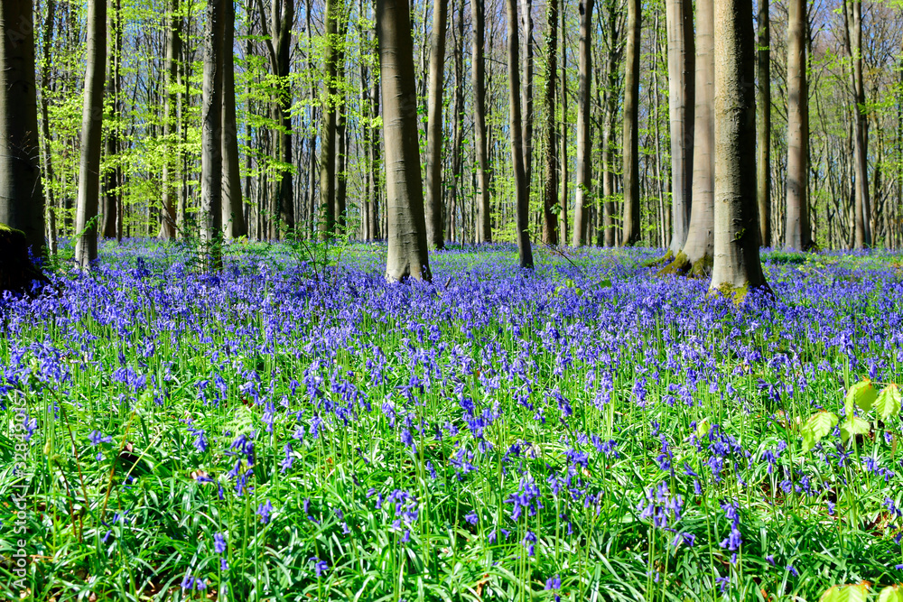 Beautiful of Bluebells flowers or the field of Hyacinthoides non-scripta in sunshine day at spring or summer season.