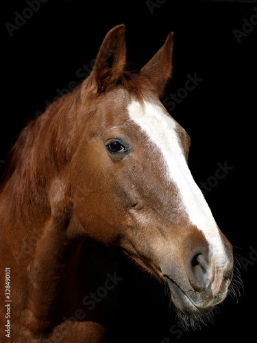 Fototapeta Naklejka Na Ścianę i Meble -  Older Horse Headshot