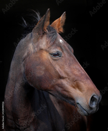 Fototapeta Naklejka Na Ścianę i Meble -  Bay Horse Headshot