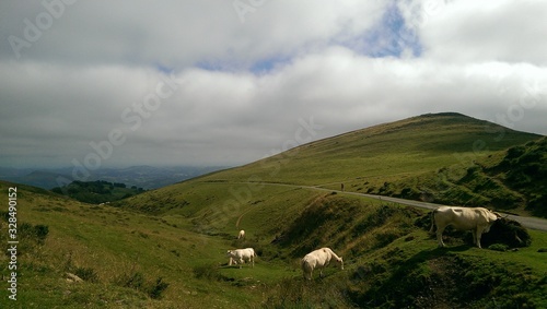 Pilgrim walking in the Pyrenees mountains, on the border between France and Spain. White cows in the foreground. Roncesvalles. Pilgrimage of Compostela, Camino de santiago.