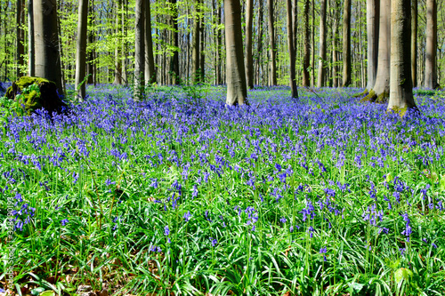 Beautiful of Bluebells flowers or the field of Hyacinthoides non-scripta in sunshine day at spring or summer season.