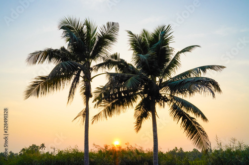 lake side coconut trees  an evening view in Kerala 