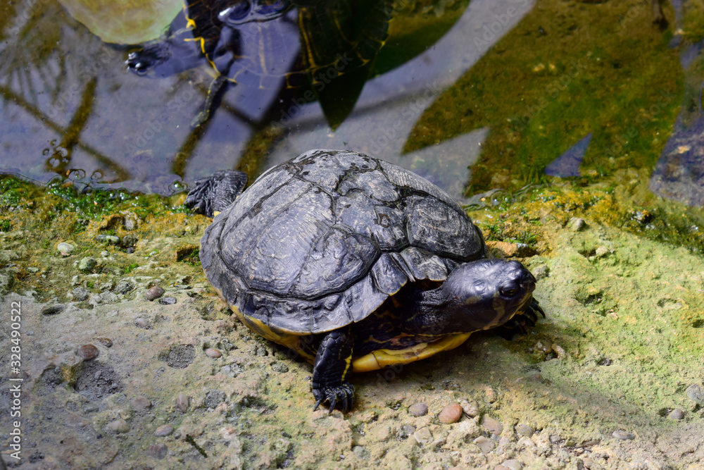 Fototapeta premium Beautiful of turtle stay on the pond with good weather at spring or summer season, look like so happy and relaxing in life. Nature and animal concept. Selective focus.