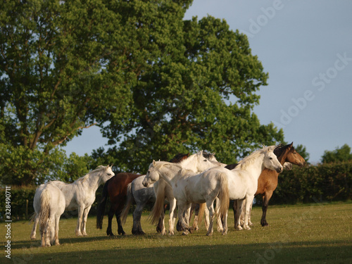 Herd of Native Ponies
