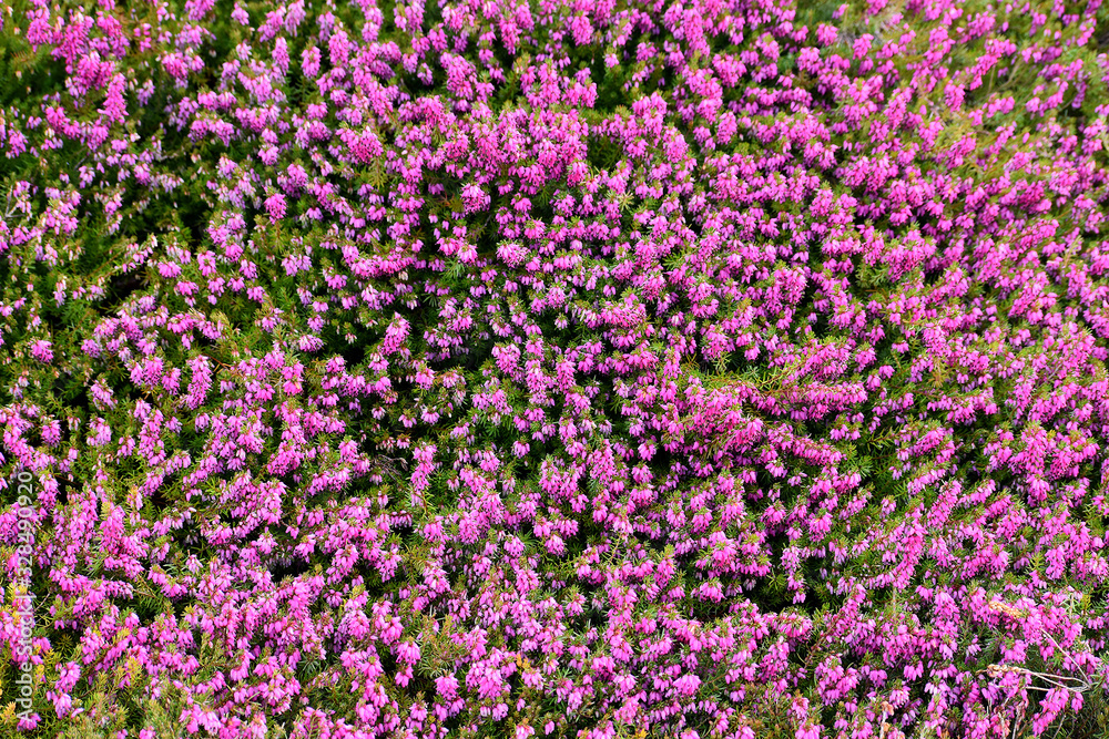 Erica cinerea is a species of flowering plant in the heather heather family, native to western and central Europe. The plant provides a lot of nectar for pollinators.