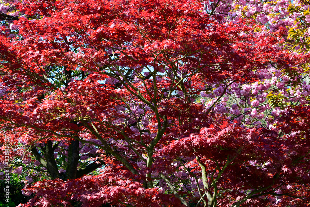 Beautiful of red maple leaves or japanese maple tree in the garden in sunny day and good weather at spring or summer season. Nature concept. Selective focus.