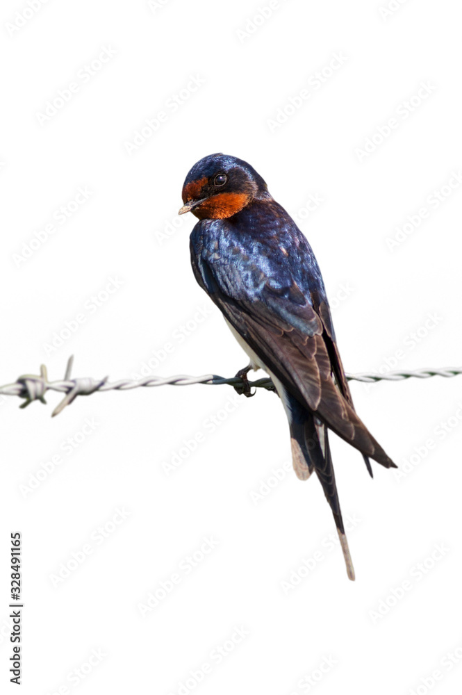 Fototapeta premium Barn swallow (Hirundo rustica) perched on barbwire fence against white background