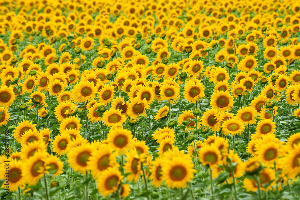 Field of sunflowers. Yellow sunflowers grow in the field. Agricultural crops. East Kazakhstan region. Kazakhstan. Field of sunflowers. Yellow sunflowers grow in the field. Agricultural crops. East Kazakhstan region. Kazakhstan.