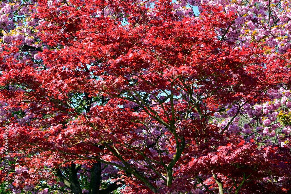 Beautiful of red maple leaves or japanese maple tree in the garden in sunny day and good weather at spring or summer season. Nature concept. Selective focus.