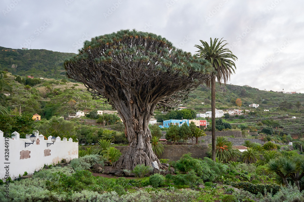 Dragon Tree in Tenerife