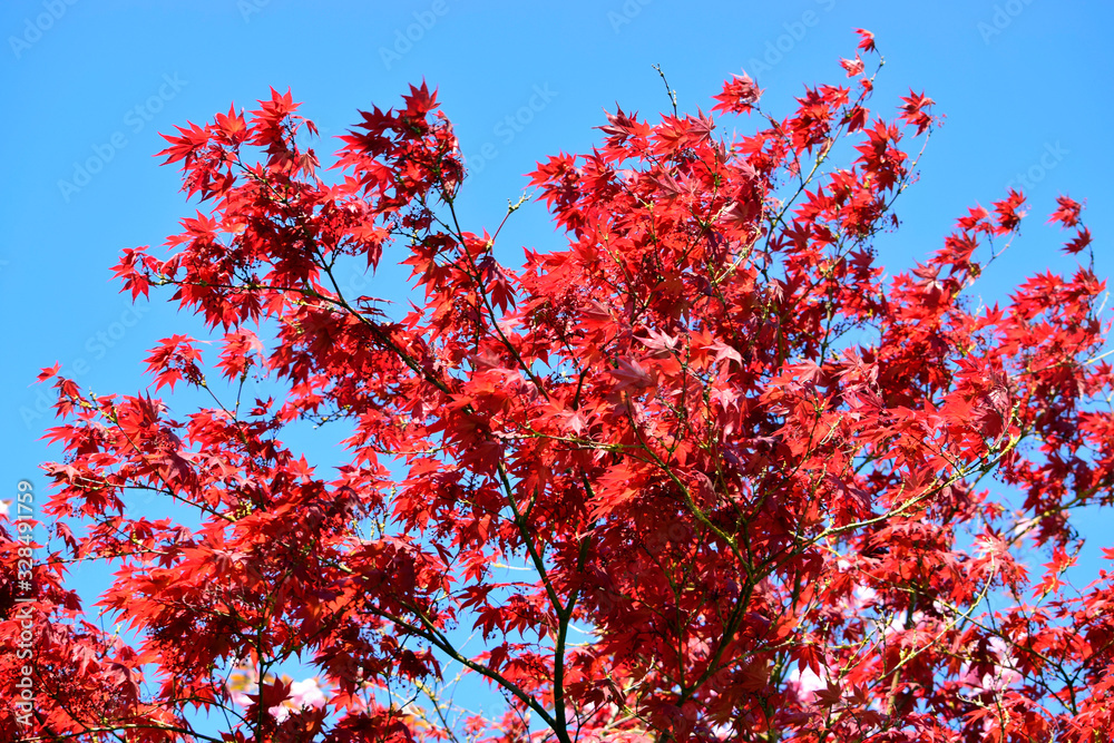 Beautiful of red maple leaves or japanese maple tree in the garden in sunny day and good weather at spring or summer season. Nature concept. Selective focus. Beautiful of red maple leaves or japanese maple tree in the garden in sunny day and good weather at spring or summer season. Nature concept. Selective focus.
