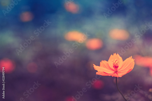 Close up single Orange cosmos Cosmos sulphureus or yellow cosmos. Yellow-orange blooms. Yellow-orange blooms on blurred field of flower background in vintage tone © Parichart
