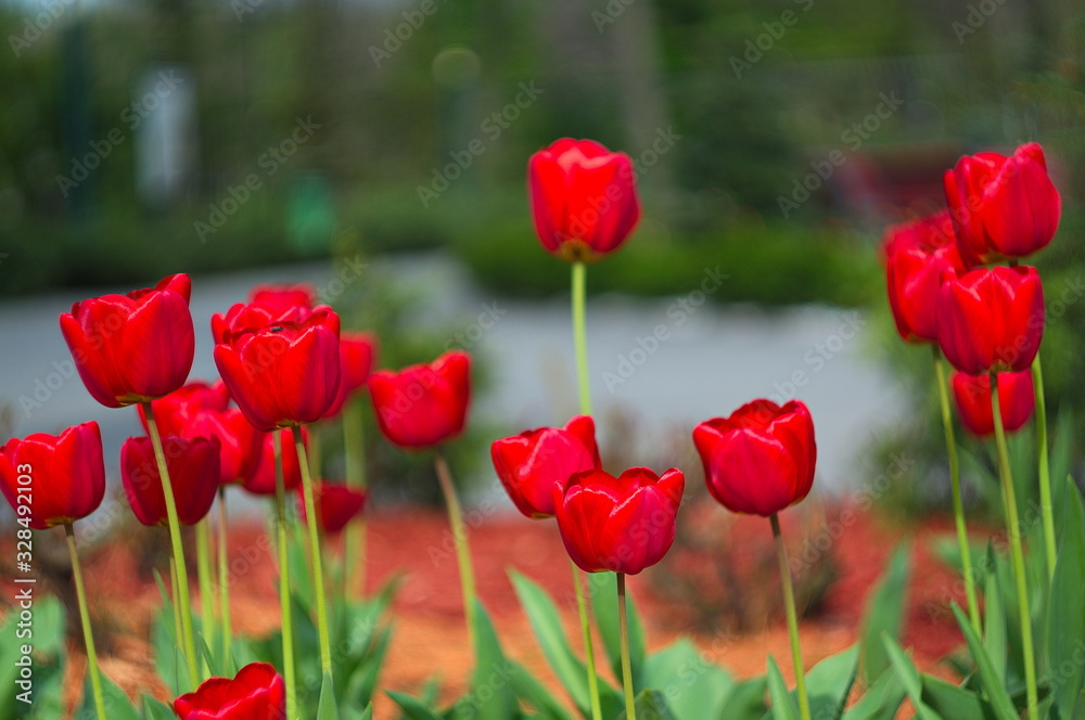 Blooming tulips. Bokeh blur in the background. Spring. Wallpaper for screensavers. Blooming tulips. Bokeh blur in the background. Spring. Wallpaper for screensavers.