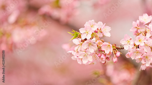 Spring flowers series, Cherry blossom in full bloom on nature background. Pink cherry flowers in small clusters on a cherry tree branch. Shallow depth of field. 