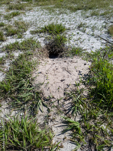 Burrow, nest of burrowing owl with styrofoam, located in recovering restinga ecosystem, common environment on beaches and lakes, being restored in Itaipu, Niterói, Rio de Janeiro, Brazil. photo