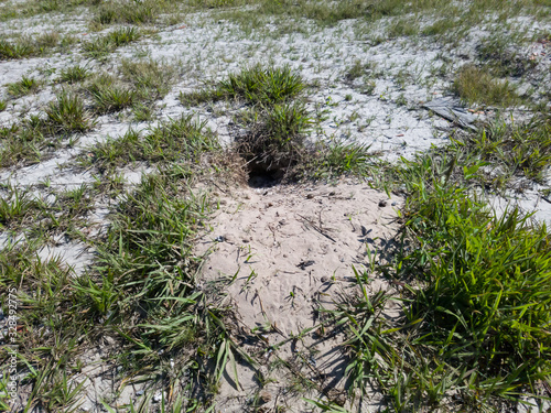 Burrow, nest of burrowing owl with styrofoam, located in recovering restinga ecosystem, common environment on beaches and lakes, being restored in Itaipu, Niterói, Rio de Janeiro, Brazil. photo