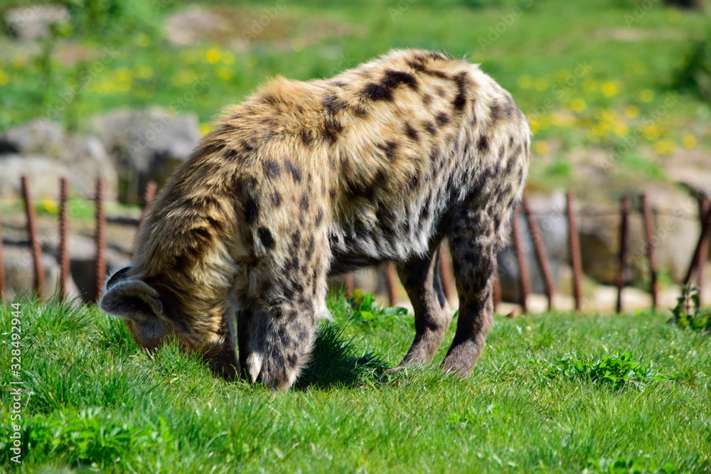Soft focus of beautiful Hyena standing and find something on the meadow in sunshine day at spring or summer season. Soft focus of beautiful Hyena standing and find something on the meadow in sunshine day at spring or summer season.