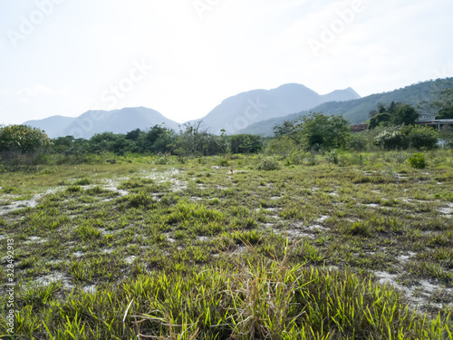 Restoring restinga ecosystem, common environment on beaches and lagoons, being restored in Itaipu, Niterói, Rio de Janeiro, Brazil. photo