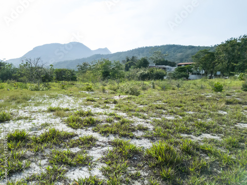 Restoring restinga ecosystem, common environment on beaches and lagoons, being restored in Itaipu, Niterói, Rio de Janeiro, Brazil. photo