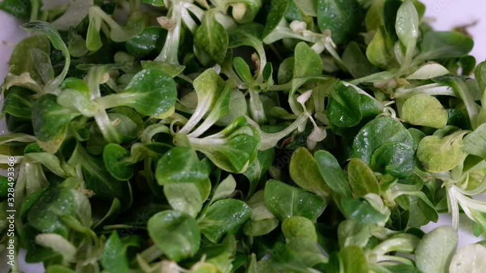 Food background: cornsalad lamb lettuce leaves. Slow Motion video. Close up Food background: cornsalad lamb lettuce leaves. Slow Motion video. Close up