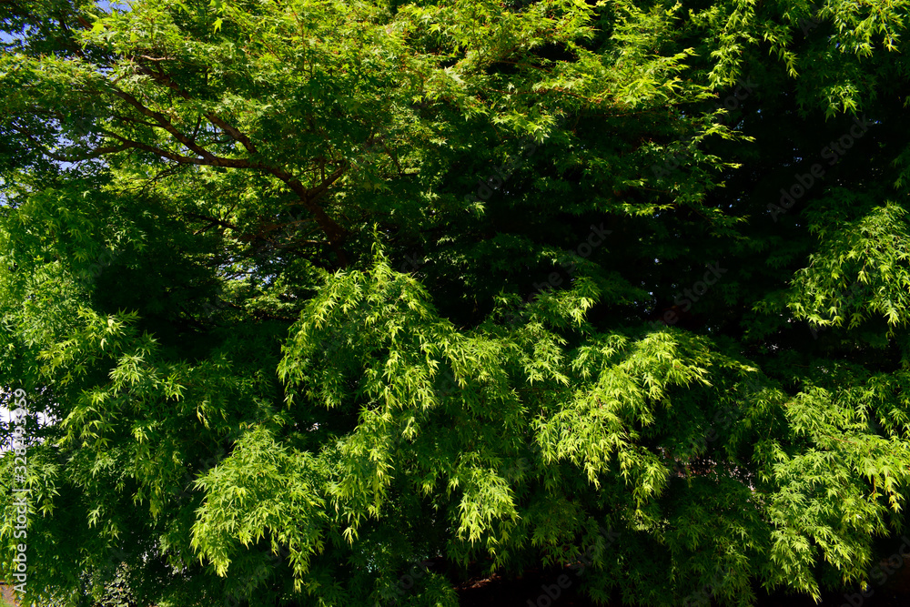 Beautiful of green maple leaves or japanese maple tree in the garden in sunny day and good weather at spring or summer season. Nature concept. Selective focus. Beautiful of green maple leaves or japanese maple tree in the garden in sunny day and good weather at spring or summer season. Nature concept. Selective focus.