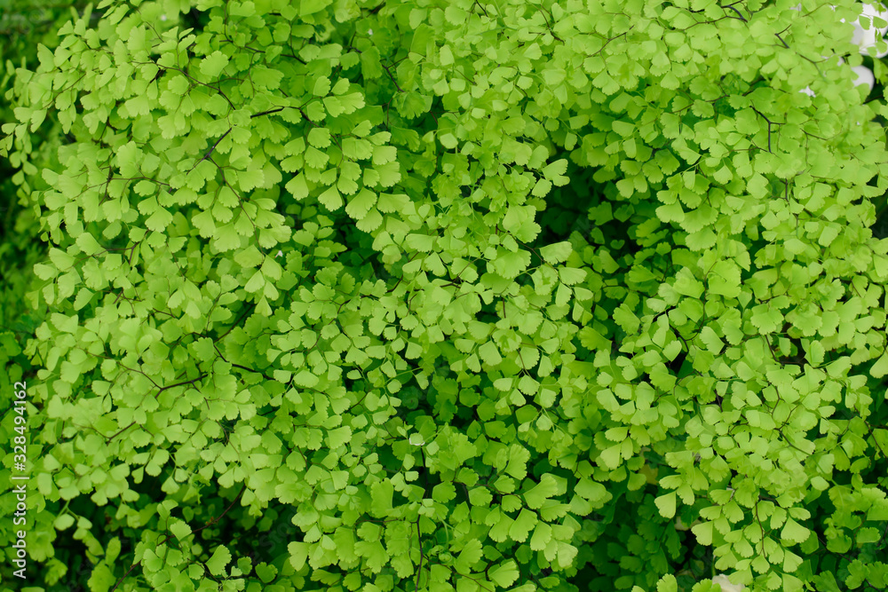 Closeup of beautiful green leaves of Adiantum raddianum or Maidenhair Fern tropical plant background use for your design or nature concept. Leaf is the main organs of photosynthesis and transpiration.