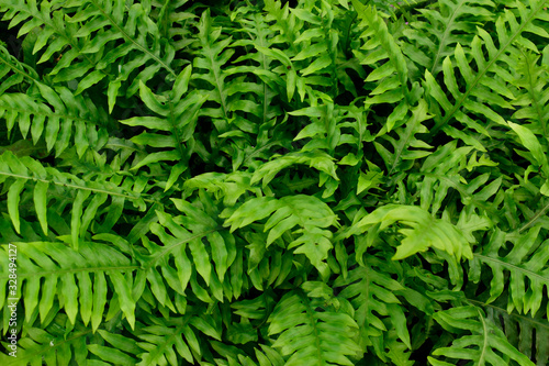 Closeup of fresh green leaves of Netted Chain Fern or Woodwardia areolata tropical plant background use for your design or nature concept. This is a species of fern native to eastern North America.