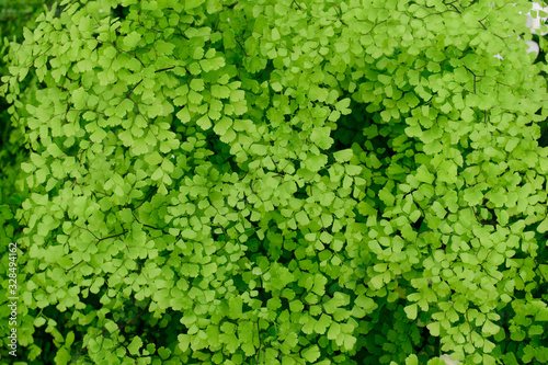 Closeup of beautiful green leaves of Adiantum raddianum or Maidenhair Fern tropical plant background use for your design or nature concept. Leaf is the main organs of photosynthesis and transpiration. © mali