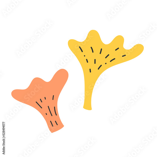 Chanterelle vector illustration. Chanterelle isolated on white backdrop. Vector orange mushroom. Sketch cartton woodland mushroom drawing. Organic vegetarian product. good as icon or logo