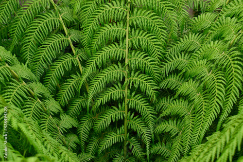 beautiful fresh green leaves of Cyathea dealbata or silver fern tropical plant background use for your design or nature concept. Leaf is the main organs of photosynthesis and transpiration.