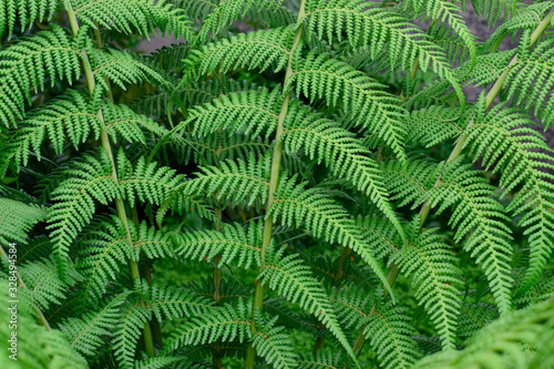 beautiful fresh green leaves of Cyathea dealbata or silver fern tropical plant background use for your design or nature concept. Leaf is the main organs of photosynthesis and transpiration.