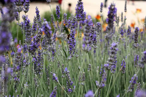 Lavender Garden