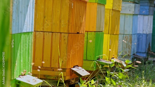 Closeup of beehives with bees in countryside, Poland