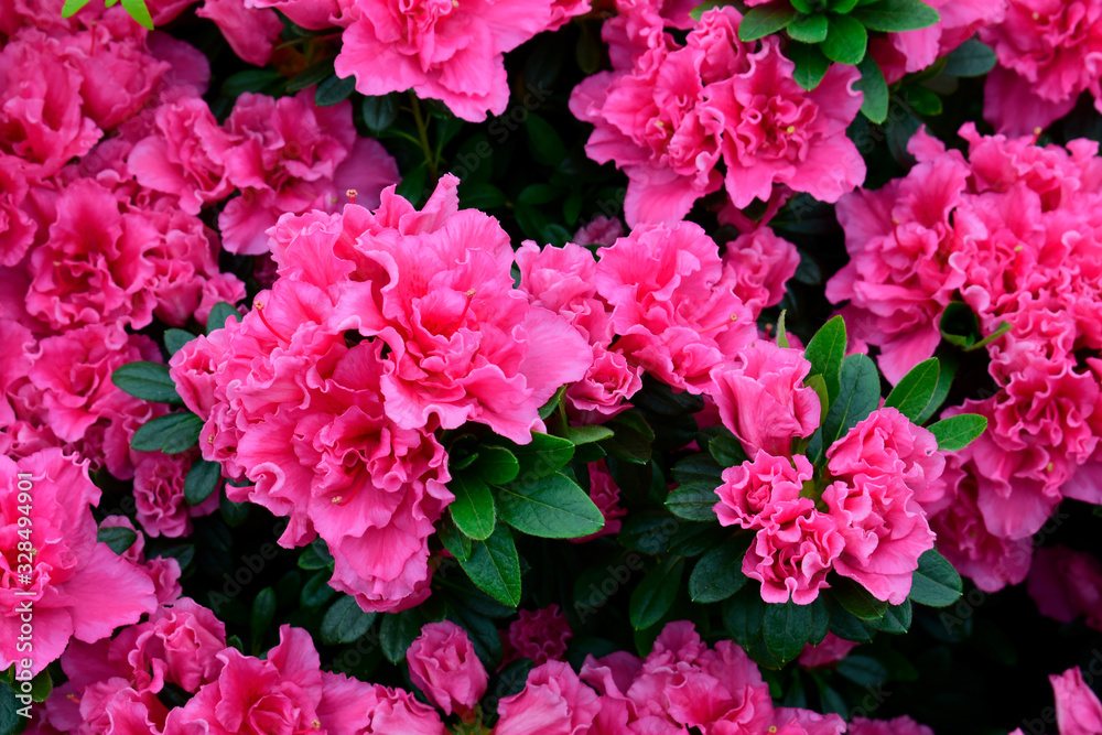 Beautiful Rhododendrons blossom spring flower with green leaves under sunlight and nature background in sunshine day, good weather at spring or summer season. Beautiful Rhododendrons blossom spring flower with green leaves under sunlight and nature background in sunshine day, good weather at spring or summer season.