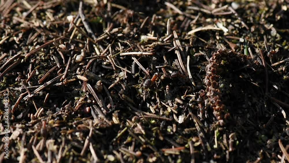 Working ants in anthill. Big anthill fn forest close-up. Ants colony in wildlife. Natural background.