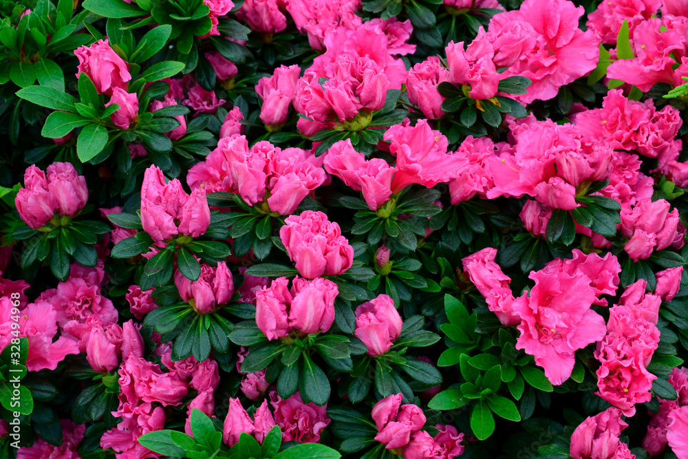 Beautiful Rhododendrons blossom spring flower with green leaves under sunlight and nature background in sunshine day, good weather at spring or summer season. Beautiful Rhododendrons blossom spring flower with green leaves under sunlight and nature background in sunshine day, good weather at spring or summer season.